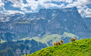 Cows in front of a Mountain